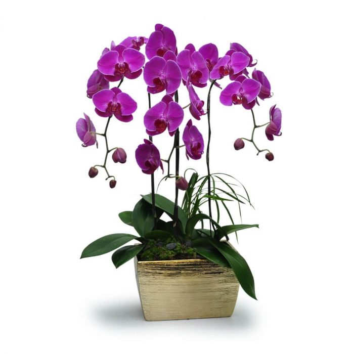 Purple Phalaenopsis orchid plant